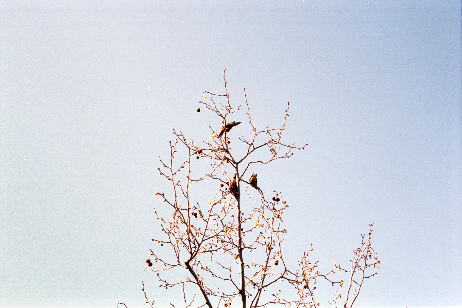 Photograph taken with EPSON Perfection V700/V750 on 04/09/2013